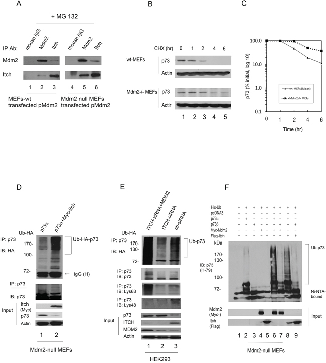 Mdm2 interacts with Itch and regulates the stability of p73 in Mdm2-null MEFs.