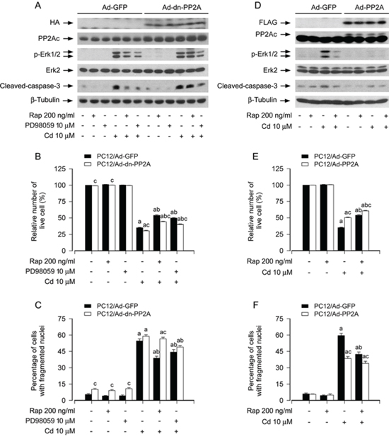 Ectopic expression of dominant negative PP2A or wild-type PP2A intervenes rapamycin blockage of Cd-induced Erk1/2 phosphorylation and apoptosis in neuronal cells.