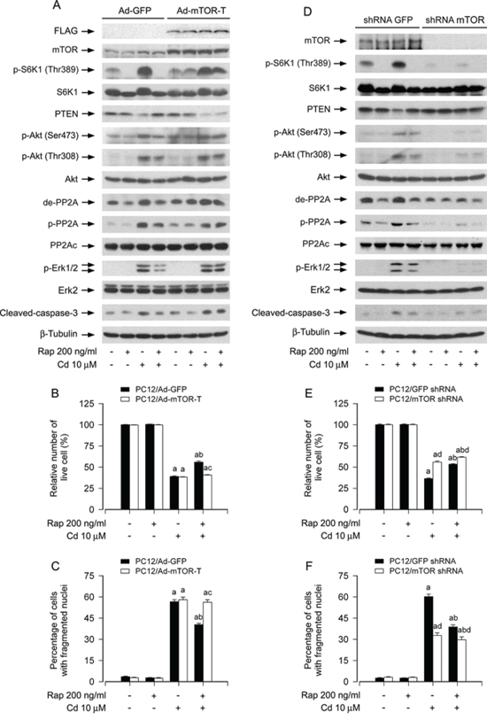Rapamycin mediates activation of PP2A, up-regulation of PTEN and inactivation of Akt, leading to inhibition of Cd-induced Erk1/2 phosphorylation and apoptosis in neuronal cells in an mTOR kinase activity-dependent manner.