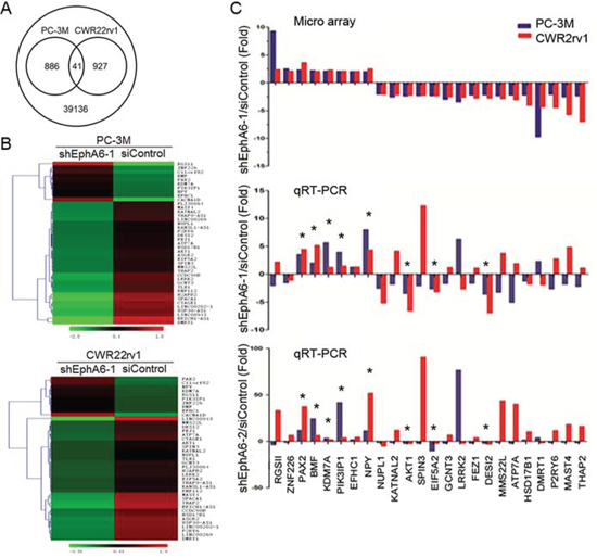 Identification of candidate pro-metastatic genes regulated by EphA6.