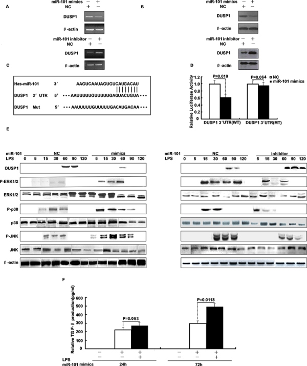 DUSP1 is a direct target of miR-101 and miR-101 regulates the LPS-induced activation of p38 and JNK.