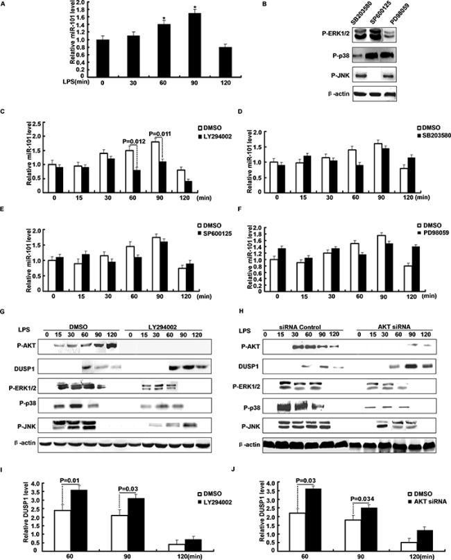 PI3K/AKT pathway regulates the induction of miR-101 by LPS.