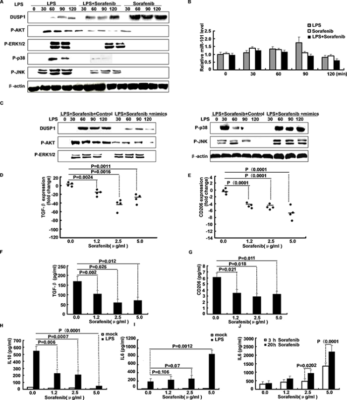 Sorafenib inhibits LPS-induced miR-101 expression and affects growth factor expression in macrophages.