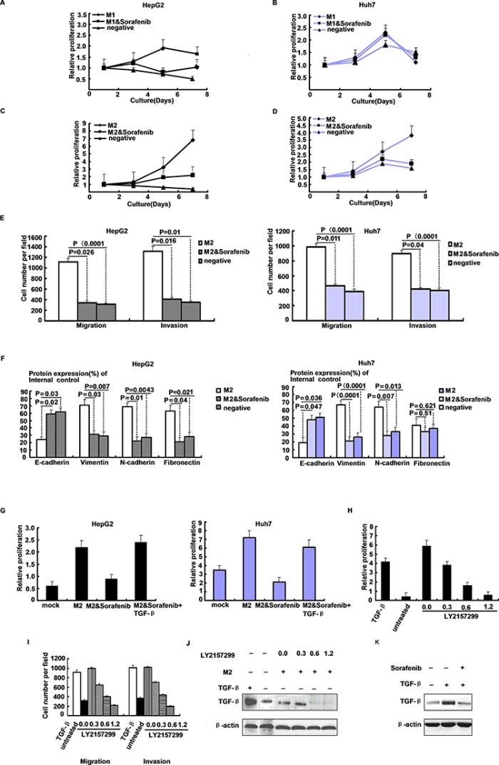 Macrophage secreted TGF-&#x03B2; drives HCC progression.