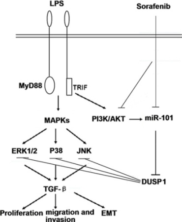 A schematic model depicted the hypothesized molecular mechanism.