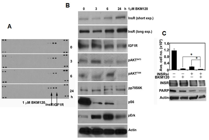 PI3K inhibition in MCF7 cells results in compensatory upregulation of InsR.