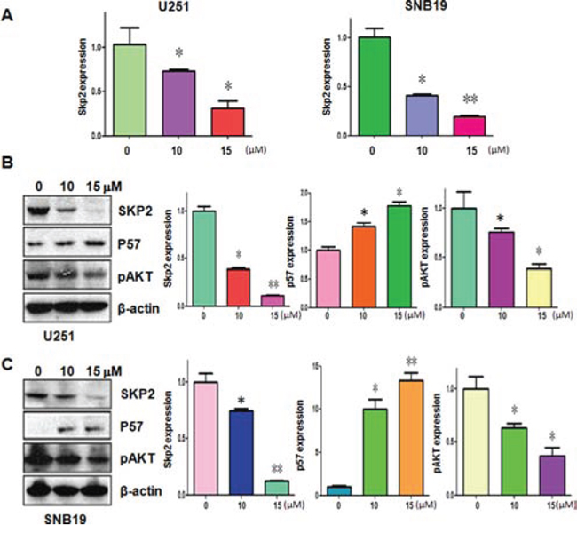 Curcumin downregulated Skp2 expression at RNA and protein levels.