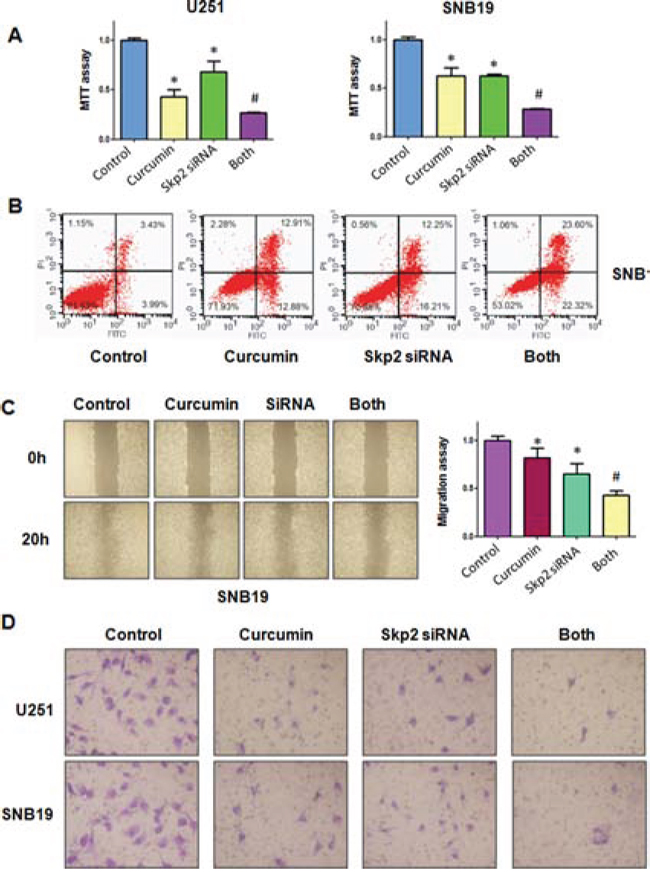 The effect of Skp2 downregulation on cell growth, apoptosis, migration, and invasion.