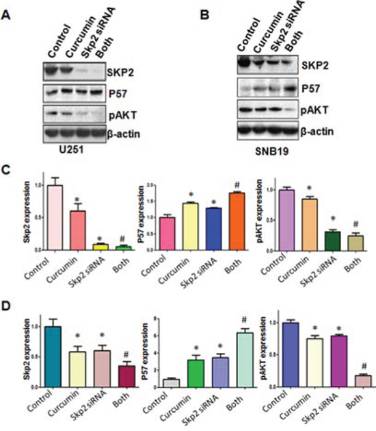 The expression of Skp2 and its targets was measured in Skp2 siRNA transfected glioma cells treated with curcumin.