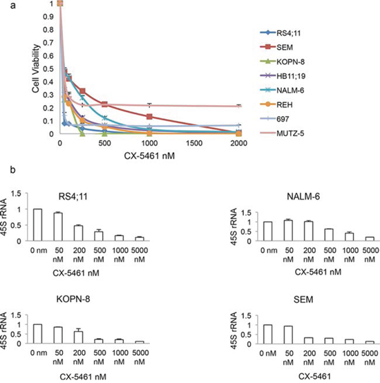 CX-5461 inhibits growth in acute lymphoblastic leukemia (ALL) cells.