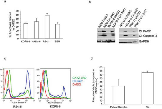 CX-5461 induces caspase dependent apoptosis in ALL cells.