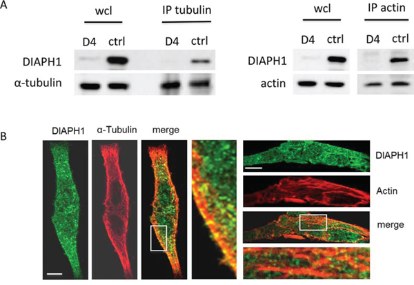 DIAPH1 co-localizes with actin and &#x03B1;-tubulin in non-stimulated HCT-116 cells.