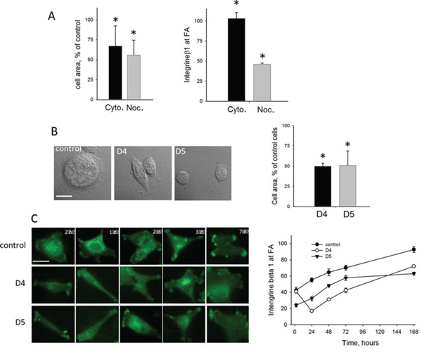 Effects of DIAPH1-depletion in HCT-116 cells on cytoskeletal dynamics, cell spreading and formation of focal adhesions Fas.