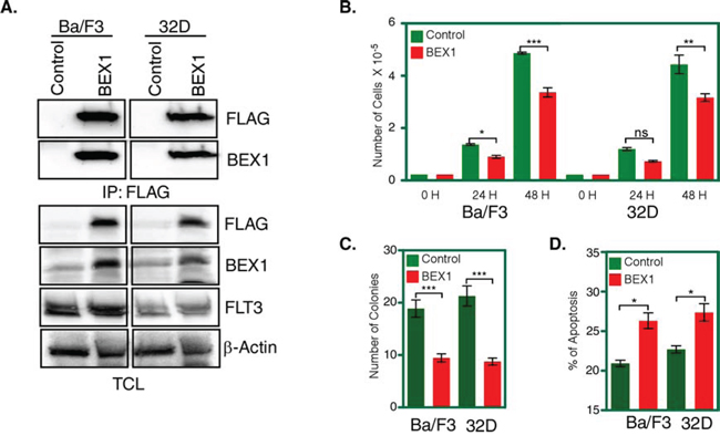 BEX1 expression inhibited cell proliferation, colony formation and enhanced apoptosis.