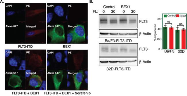 BEX1 localized to the cytosol and did not affect FLT3-ITD stability.