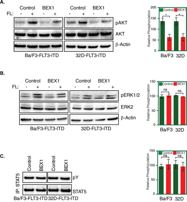 BEX1 expression decreased AKT phosphorylation.