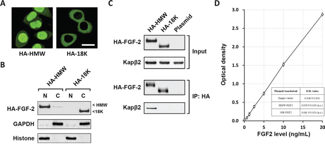 HMW FGF2 localizes in the nucleus and associates with Kap&#x03B2;2.
