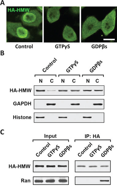 Nuclear translocation of HMW FGF2 requires Ran GTPase activity.