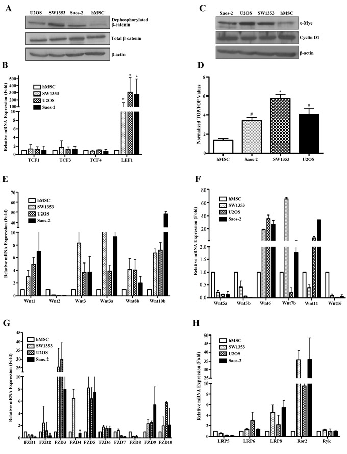 Constitutive activation of canonical Wnt/&#x3b2;-catenin signaling in bone sarcoma cells.