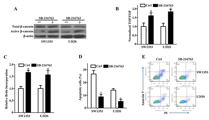 Activation of canonical Wnt/&#x3b2;-catenin signaling and enhancement of bone sarcoma cell survival by a GSK-3&#x3b2; inhibitor.