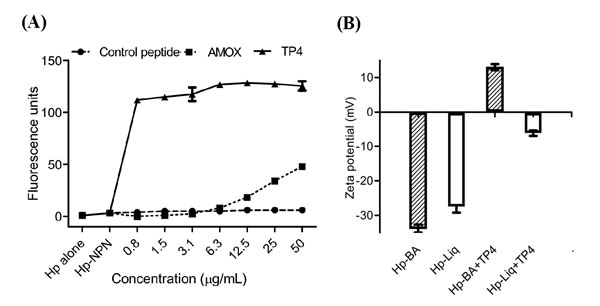 TP4 induces membrane permeation of