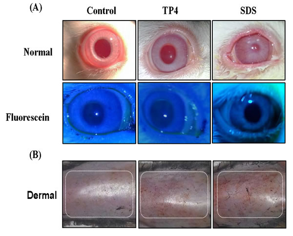 TP4 toxicity safety evaluations in New Zealand albino rabbits and C3H/HeN mice.