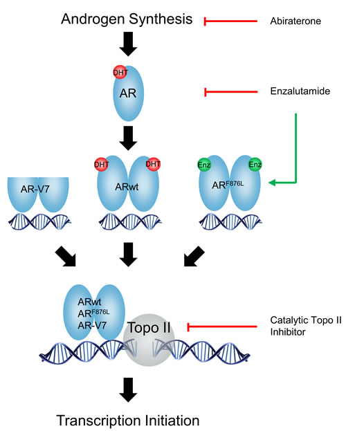 A diagram describes the mechanisms by which catalytic Topo II inhibitors and anti-AR agents block AR pathway in prostate cancer cells.