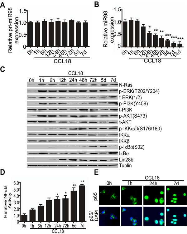 CCL18 reduces the expression of miR98 at the post-transcriptional level via the N-Ras/ERK/PI3K/NF&#x3ba;B/Lin28b pathway.