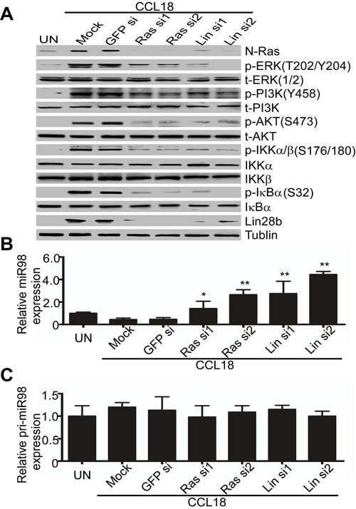 Integrity of the N-Ras/ERK/PI3K/NF&#x3ba;B/Lin28b pathway is necessary for CCL18 to down-regulate miR98.