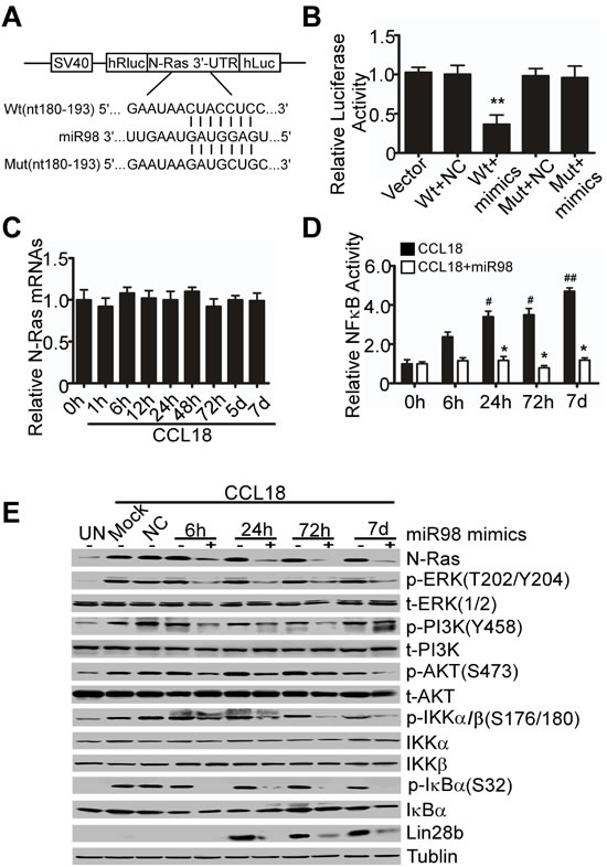 MiR98 targets to N-Ras 3&#x2019;UTR to inhibit the activation of intracellular CCL18 signaling pathway.