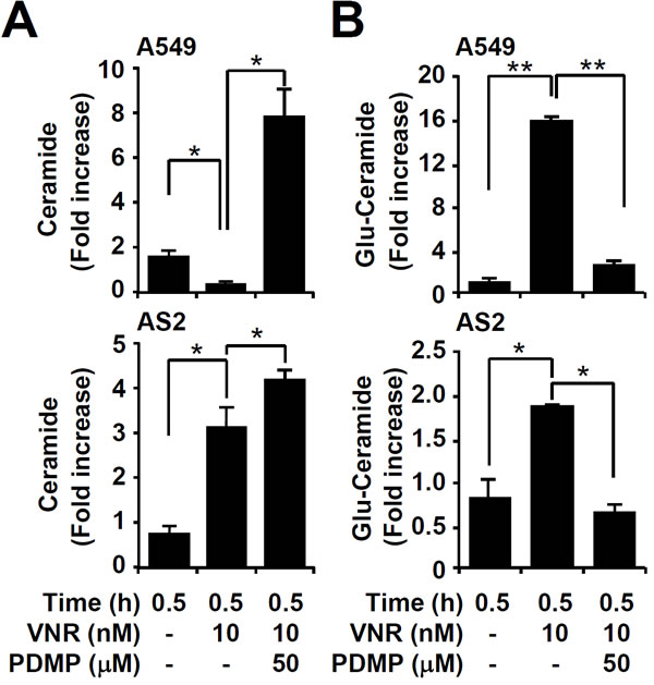 Pharmacologically inhibiting GCS induces ceramide accumulation in VNR-treated A549 and AS2 cells.