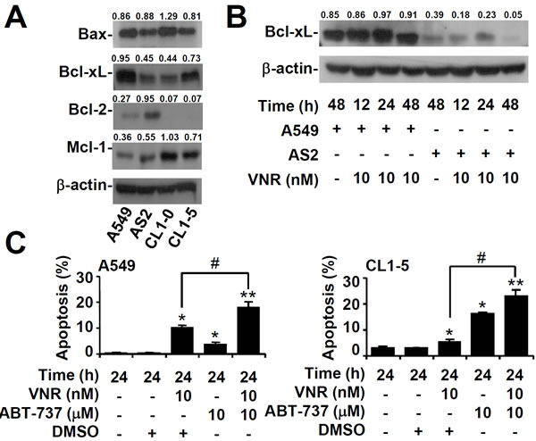Inhibiting Bcl-xL facilitates VNR-induced apoptosis in VNR-resistant cells.