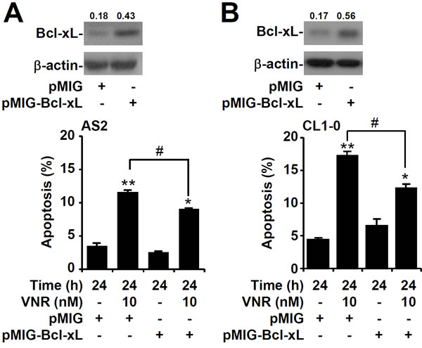 Overexpression of Bcl-xL in AS2 and CL1-0 cells resistant to VNR-induced apoptosis.