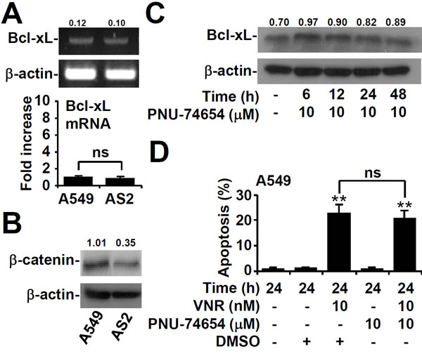 &#x3b2;-catenin is not required for Bcl-xL expression or VNR-induced apoptosis in A549 cells.