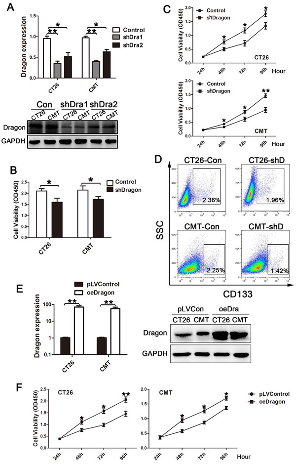 Effects of Dragon knockdown and overexpression on colon cancer cell proliferation.