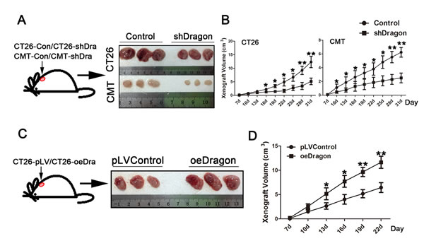 Effects of Dragon knockdown and overexpression on tumor growth in