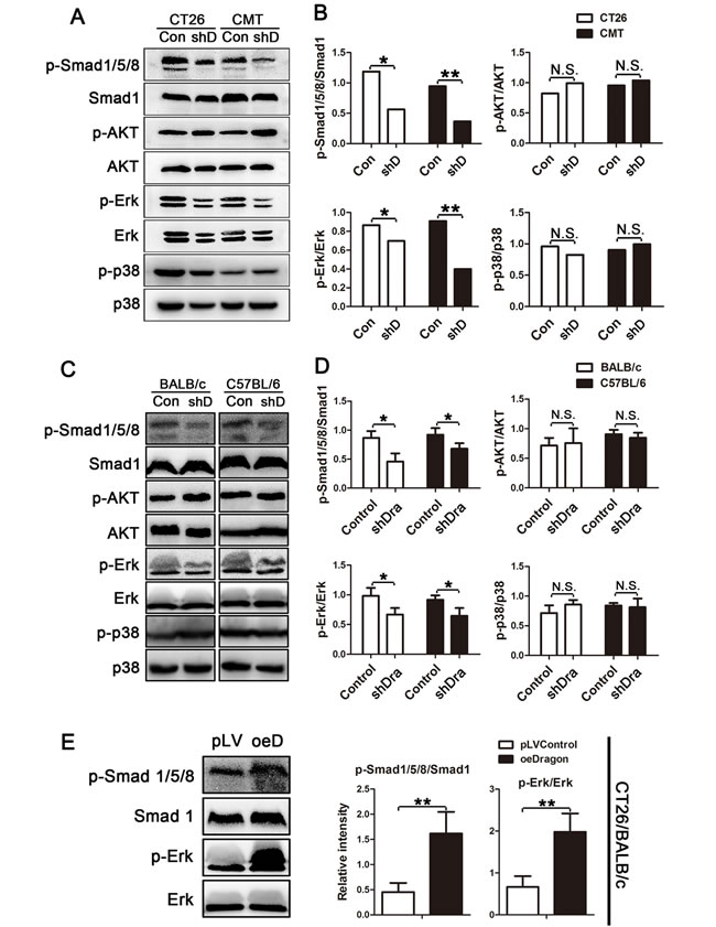 Effects of Dragon inhibition and overexpression on Smad1/5/8, AKT, Erk1/2 and p38 phosphorylation in colon cancer cells.