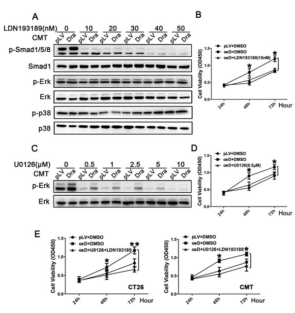 Effects of inhibition of the BMP-Smad1/5/8 and Erk1/2 pathways on colon cancer cell proliferation induced by Dragon.