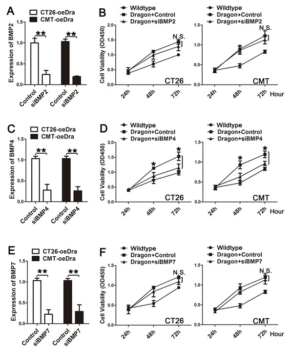 Effects of inhibition of BMP2, BMP4 or BMP7 expression on colon cancer cell proliferation induced by Dragon.