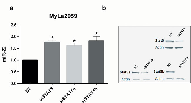 Transient knockdown of STAT3 and STAT5 genes increases expression of mature miR-22 in malignant CTCL cell line, Myla2059.