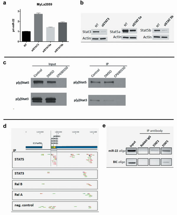 Binding of STAT transcription factors to the the miR-22HG C17orf91 and upstream promoter regions.