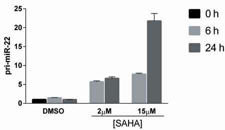 HDAC inhibitor, SAHA, induces time- and concentration-dependent increase in primary miR-22 expression.