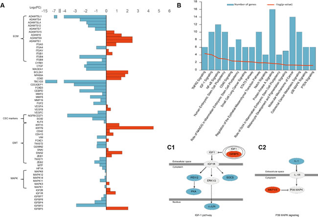 RNA-Seq Analysis of IGFBP5 overexpression in A375 cells.