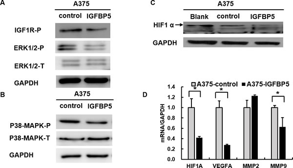 IGFBP5 inhibits HIF1&#x3b1; expression through the MAPK-ERK signaling pathway.