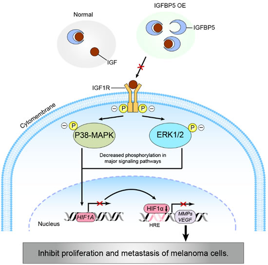A schematic diagram modeling a potential pathway for the IGFBP5-IGF1R-MAPK-HIF1&#x3b1; signaling inhibition of melanoma tumor cell growth and metastasis.