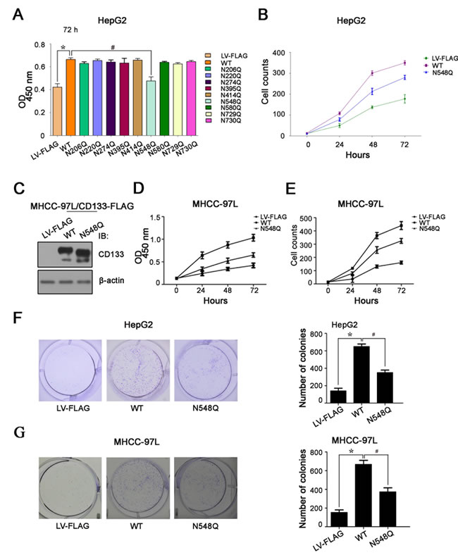 Mutation of CD133 at Asn548 reduces its ability to promote hepatoma cell growth.