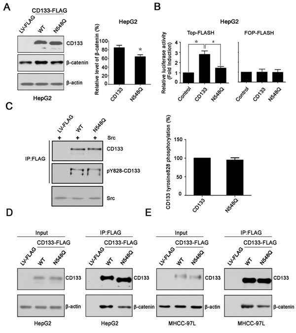 Mutation at glycosylation site Asn548 decreases the binding of CD133 to