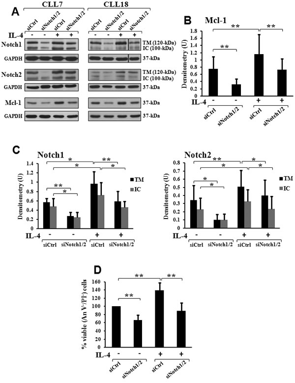 Combined Notch1/2 silencing prevents the increase in Mcl-1 levels and cell viability induced by IL-4 in CLL cells.