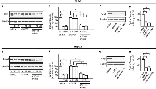 GPER and miR144 are involved in the down-regulation of Runx1 protein expression induced by E2 and G-1.
