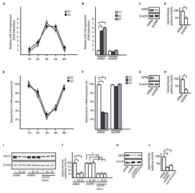 GPER mediates the up-regulation of miR144 and the reduction of Runx1 induced by E2 and G-1 in CAFs.